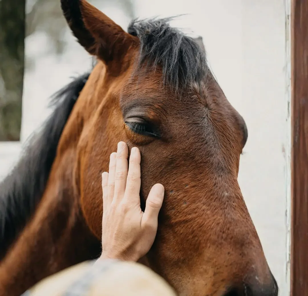 Chevaux, univers équin