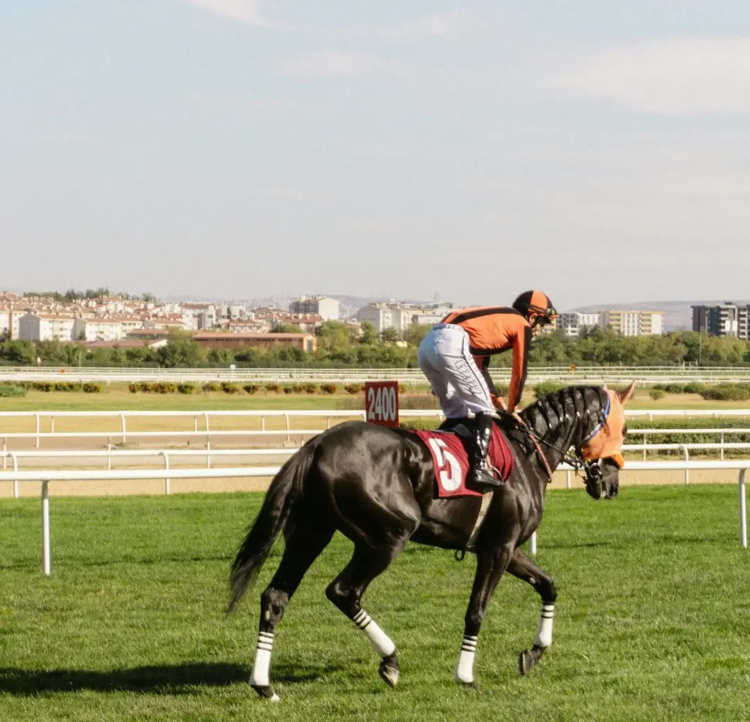 Chevaux, univers équin